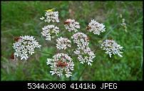 Kamera des Lumia 950 / 950 XL-wp_20160717_18_25_26_pro.jpg