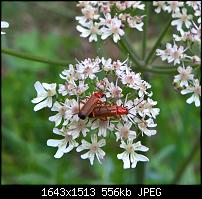 Kamera des Lumia 950 / 950 XL-wp_20160717_18_25_26_pro-2-.jpg