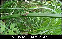 Kamera des Lumia 950 / 950 XL-wp_20160703_14_55_10_pro.jpg