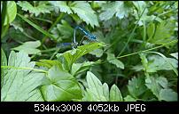 Kamera des Lumia 950 / 950 XL-wp_20160703_14_24_51_pro.jpg