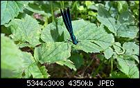 Kamera des Lumia 950 / 950 XL-wp_20160703_12_44_41_rich.jpg