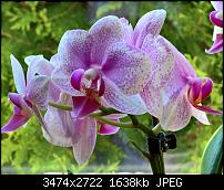 Kamera des Lumia 950 / 950 XL-wp_20160722_08_48_19_pro-3-_636048765723571645.jpg