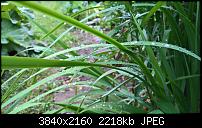 Kamera des Lumia 950 / 950 XL-wp_20160724_11_25_29_raw.jpg