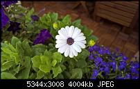 Kamera des Lumia 950 / 950 XL-wp_20160724_10_39_58_pro.jpg