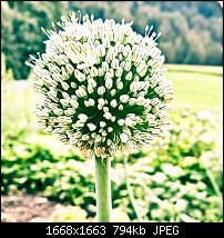 Kamera des Lumia 950 / 950 XL-adobephotoshopexpress_9f02dd06c1944228aa299e508d0429df.jpg