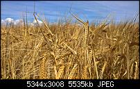 Kamera des Lumia 950 / 950 XL-wp_20160731_14_13_25_pro.jpg