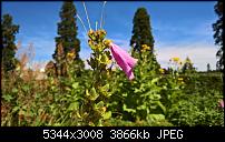 Kamera des Lumia 950 / 950 XL-wp_20160717_12_46_29_pro.jpg
