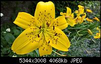 Kamera des Lumia 950 / 950 XL-wp_20160720_13_30_59_rich.jpg
