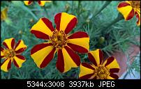 Kamera des Lumia 950 / 950 XL-wp_20160727_13_59_10_rich.jpg