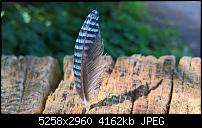 Kamera des Lumia 950 / 950 XL-wp_20160818_15_12_13_rich_636073736510052941.jpg