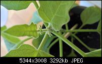 Kamera des Lumia 950 / 950 XL-wp_20160821_16_57_31_pro_636074580071431036.jpg