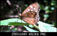 Kamera des Lumia 950 / 950 XL-wp_ss_20160824_0001.png