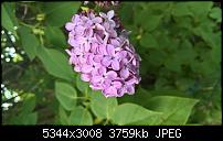 Kamera des Lumia 950 / 950 XL-wp_20170516_17_29_31_pro.jpg