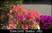 Kamera des Lumia 950 / 950 XL-wp_20170511_15_29_07_pro_li.jpg