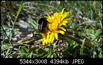 Kamera des Lumia 950 / 950 XL-hummel.jpg