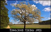 Kamera des Lumia 950 / 950 XL-fr-hling-baum.jpg