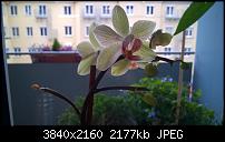 Microsoft Nokia Lumia 830, eure Erfahrungen mit der Kamera (Bilder)-wp_20141220_14_55_41_pro.jpg