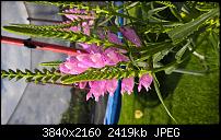 Microsoft Nokia Lumia 830, eure Erfahrungen mit der Kamera (Bilder)-wp_20160808_17_00_56_pro_636062727520670184.jpg