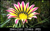 Microsoft Nokia Lumia 830, eure Erfahrungen mit der Kamera (Bilder)-wp_20160829_12_44_06_pro.jpg