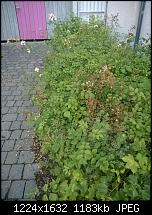 Nokia Lumia 930 - Bilder mit der Kamera und Meinungen zur Qualität-920-6.jpg