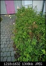 Nokia Lumia 930 - Bilder mit der Kamera und Meinungen zur Qualität-930-6.jpg