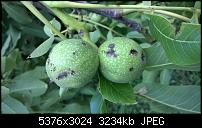 Nokia Lumia 930 - Bilder mit der Kamera und Meinungen zur Qualität-wp_20140710_17_03_42_pro__highres.jpg