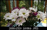 Nokia Lumia 930 - Bilder mit der Kamera und Meinungen zur Qualität-htc.jpg