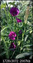 Nokia Lumia 930 - Bilder mit der Kamera und Meinungen zur Qualität-wp_20140725_18_53_35_pro.jpg