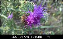 Nokia Lumia 930 - Bilder mit der Kamera und Meinungen zur Qualität-wp_20140727_15_29_19_pro-1.jpg