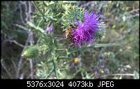 Nokia Lumia 930 - Bilder mit der Kamera und Meinungen zur Qualität-wp_20140727_15_29_19_pro.jpg