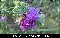 Nokia Lumia 930 - Bilder mit der Kamera und Meinungen zur Qualität-wp_20140727_15_29_20_pro-1.jpg
