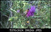 Nokia Lumia 930 - Bilder mit der Kamera und Meinungen zur Qualität-wp_20140727_15_29_20_pro.jpg