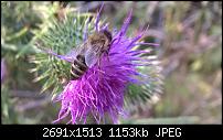 Nokia Lumia 930 - Bilder mit der Kamera und Meinungen zur Qualität-wp_20140727_15_29_21_pro-1.jpg