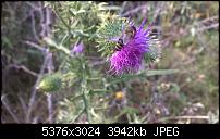 Nokia Lumia 930 - Bilder mit der Kamera und Meinungen zur Qualität-wp_20140727_15_29_21_pro.jpg