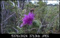 Nokia Lumia 930 - Bilder mit der Kamera und Meinungen zur Qualität-wp_20140727_15_29_30_pro-1.jpg