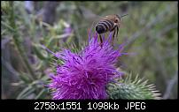 Nokia Lumia 930 - Bilder mit der Kamera und Meinungen zur Qualität-wp_20140727_15_29_30_pro-3.jpg