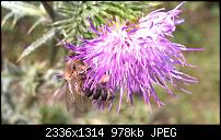 Nokia Lumia 930 - Bilder mit der Kamera und Meinungen zur Qualität-wp_20140727_15_31_33_pro-1.jpg