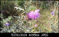 Nokia Lumia 930 - Bilder mit der Kamera und Meinungen zur Qualität-wp_20140727_15_31_33_pro.jpg