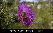 Nokia Lumia 930 - Bilder mit der Kamera und Meinungen zur Qualität-wp_20140727_15_32_42_pro-1.jpg