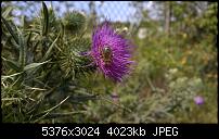 Nokia Lumia 930 - Bilder mit der Kamera und Meinungen zur Qualität-wp_20140727_15_32_42_pro.jpg