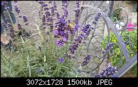 Nokia Lumia 930 - Bilder mit der Kamera und Meinungen zur Qualität-wp_20140717_18_52_21_pro.jpg