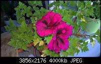 Nokia Lumia 930 - Bilder mit der Kamera und Meinungen zur Qualität-2014_10_19_14_52_25_proshot.jpg