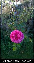 Nokia Lumia 930 - Bilder mit der Kamera und Meinungen zur Qualität-2014_10_19_16_02_44_proshot.jpg