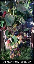 Nokia Lumia 930 - Bilder mit der Kamera und Meinungen zur Qualität-2014_10_19_16_04_09_proshot.jpg
