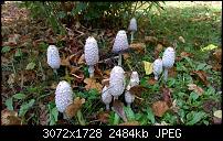 Nokia Lumia 930 - Bilder mit der Kamera und Meinungen zur Qualität-wp_20141008_12_55_16_pro.jpg