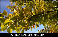 Nokia Lumia 930 - Bilder mit der Kamera und Meinungen zur Qualität-wp_20141102_14_53_27_pro.jpg