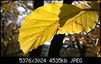 Nokia Lumia 930 - Bilder mit der Kamera und Meinungen zur Qualität-wp_20141102_14_55_09_pro.jpg