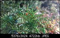 Nokia Lumia 930 - Bilder mit der Kamera und Meinungen zur Qualität-wp_20141102_15_00_31_pro.jpg