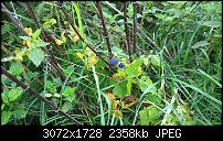 Kamera Vergleich: Lumia 920 vs. 930 vs. 1020 vs. iPhone 6+-wp_20140924_17_53_59_pro.jpg