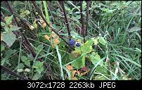 Kamera Vergleich: Lumia 920 vs. 930 vs. 1020 vs. iPhone 6+-wp_20140924_17_54_54_pro.jpg